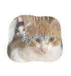 cat/猫/子猫/保護猫挨拶スタンプ（個別スタンプ：11）