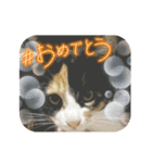 cat/猫/子猫/保護猫挨拶スタンプ（個別スタンプ：12）