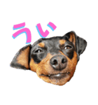 蘭丸先輩3（個別スタンプ：4）