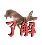 蘭丸先輩3（個別スタンプ：6）