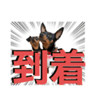 蘭丸先輩3（個別スタンプ：10）