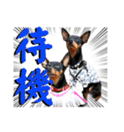 蘭丸先輩3（個別スタンプ：11）