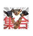 蘭丸先輩3（個別スタンプ：12）