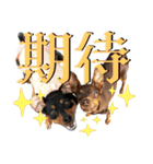蘭丸先輩3（個別スタンプ：14）