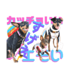 蘭丸先輩3（個別スタンプ：16）
