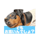 蘭丸先輩3（個別スタンプ：18）