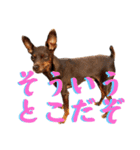 蘭丸先輩3（個別スタンプ：24）