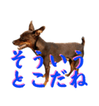 蘭丸先輩3（個別スタンプ：25）