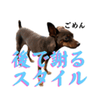 蘭丸先輩3（個別スタンプ：28）