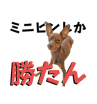 蘭丸先輩3（個別スタンプ：36）