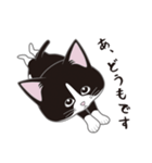 にゃんちょこりん(白黒ハチワレ猫)（個別スタンプ：1）