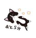 にゃんちょこりん(白黒ハチワレ猫)（個別スタンプ：6）