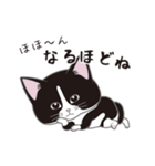 にゃんちょこりん(白黒ハチワレ猫)（個別スタンプ：12）