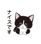 にゃんちょこりん(白黒ハチワレ猫)（個別スタンプ：14）