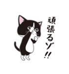 にゃんちょこりん(白黒ハチワレ猫)（個別スタンプ：16）