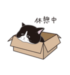 にゃんちょこりん(白黒ハチワレ猫)（個別スタンプ：21）