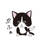 にゃんちょこりん(白黒ハチワレ猫)（個別スタンプ：31）