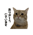 ミルクと茶々丸と小麦（個別スタンプ：4）