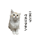 ミルクと茶々丸と小麦（個別スタンプ：8）