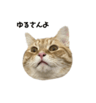 ミルクと茶々丸と小麦（個別スタンプ：10）