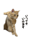 ミルクと茶々丸と小麦（個別スタンプ：33）