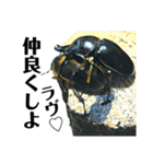 Beetle＆Stag beetle 第3弾（個別スタンプ：37）