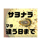 Beetle＆Stag beetle 第3弾（個別スタンプ：40）