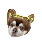 こてつの日常スタンプ。（個別スタンプ：3）