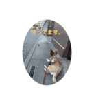 こてつの日常スタンプ。（個別スタンプ：10）