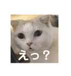 うちの家族(´・ω・｀)（個別スタンプ：3）