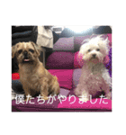 うちの家族(´・ω・｀)（個別スタンプ：7）
