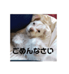 うちの家族(´・ω・｀)（個別スタンプ：10）