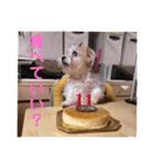 うちの家族(´・ω・｀)（個別スタンプ：11）