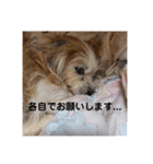 うちの家族(´・ω・｀)（個別スタンプ：12）