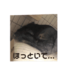 うちの家族(´・ω・｀)（個別スタンプ：15）