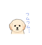 マルプー（犬）（個別スタンプ：2）