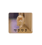 きぬ #3（個別スタンプ：5）