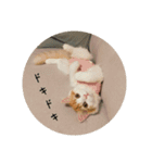 きぬ #3（個別スタンプ：6）