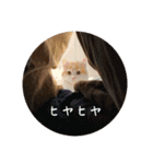 きぬ #3（個別スタンプ：8）