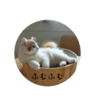 きぬ #3（個別スタンプ：13）