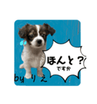 「byりえ」さんのわんちゃんの癒される毎日（個別スタンプ：1）