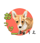「byりえ」さんのわんちゃんの癒される毎日（個別スタンプ：4）