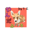「byりえ」さんのわんちゃんの癒される毎日（個別スタンプ：5）