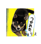 「byりえ」さんのわんちゃんの癒される毎日（個別スタンプ：6）
