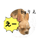 「byりえ」さんのわんちゃんの癒される毎日（個別スタンプ：8）