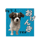 「byりえ」さんのわんちゃんの癒される毎日（個別スタンプ：9）