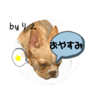 「byりえ」さんのわんちゃんの癒される毎日（個別スタンプ：10）