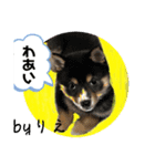 「byりえ」さんのわんちゃんの癒される毎日（個別スタンプ：12）