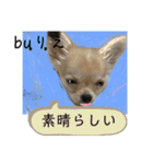 「byりえ」さんのわんちゃんの癒される毎日（個別スタンプ：13）