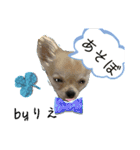 「byりえ」さんのわんちゃんの癒される毎日（個別スタンプ：14）